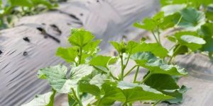 400mm Plastic Mulching Sheets