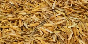 Dried Rice Husk