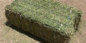 Alfalfa Hay