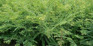 N-7 Amla Fruit Plant