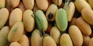 Dasheri Mango Plants