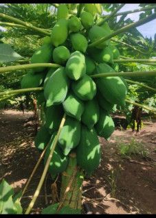 Red Lady Papaya Plant