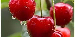 Frozen Sweet Cherry