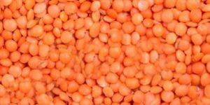 Whole Red Masoor Dal