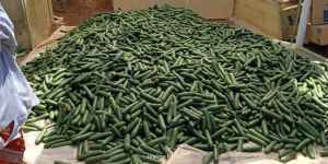 Fresh European Cucumber