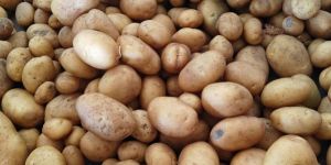 Potato
