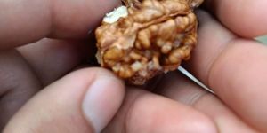 Kashmiri Walnuts