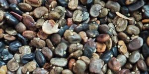 Butterfly Pea Flower Seeds