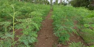 Green Dried Moringa Leaves