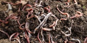 Vermicompost