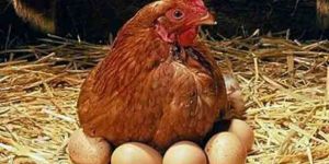 Country Eggs