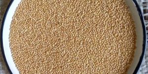 HD 2967 Wheat Seeds