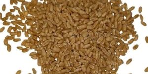 Whole Wheat Seed