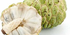 a Grade Fresh Custard Apple