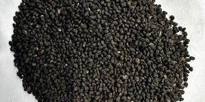 Black Babchi Seeds