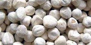 Dried Moringa Seed Kernels