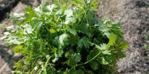Fresh Coriander Leaves