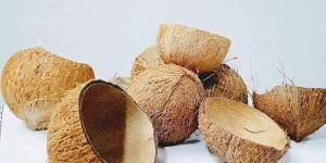 Coconut Shell