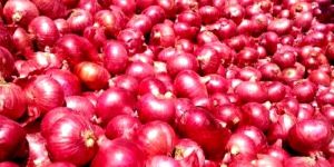 Export Quality 55MM+ Onions