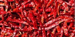 Syngenta 2043 Dry Red Chilli