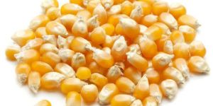 Maize