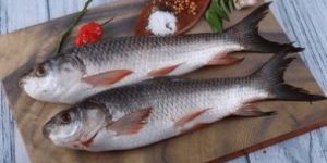 Fresh Rohu Fish