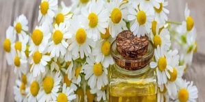 Chamomile Liquid Extract