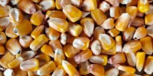 Yellow Maize