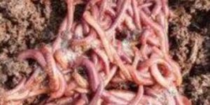 Earthworm