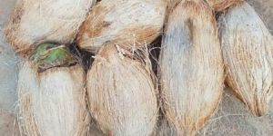 Semi Husked Coconuts