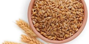 Brown Wheat Grain