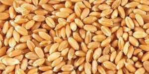 Hybrid Wheat Grain