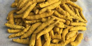 Polished Turmeric Finger