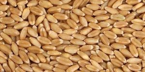 Sharbati Wheat Grain