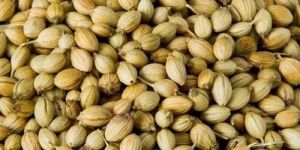 Coriander Seeds