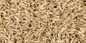 Cumin Seed