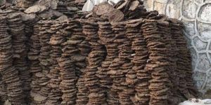 Cow Dung