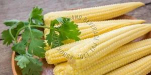 Frozen Baby Corn