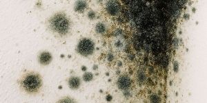 mold fungus treatment service