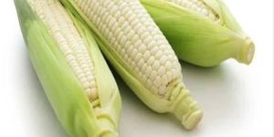 Fresh White Corn