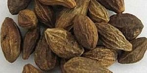 Himachal Harrad Kabuli Terminalia Chebula