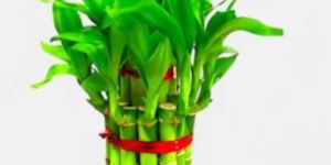 Lucky Bamboo Plant
