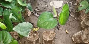 Organic Black Pepper Plant