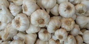 a Grade White Garlic