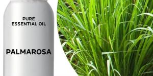 Palmarosa Oil