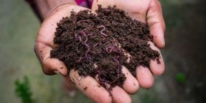 Vermicompost Fertilizer