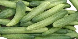 a Grade Fresh Cucumber