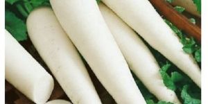 A Grade Fresh Radish