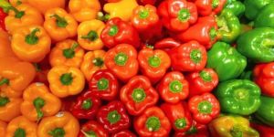 A Grade Organic Bell Pepper