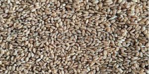 279 Wheat Grain Seeds